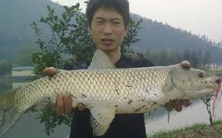 在水库钓草鱼选钓位的高手技巧