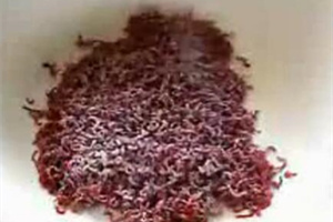 制作红虫拉饵的教学过程 [视频]