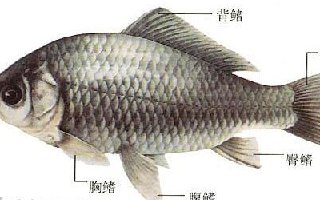 一年四季野钓鲫鱼技巧全解析