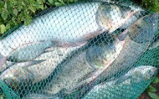 海竿浮钓鲢鳙的特色钓法与自配饵料
