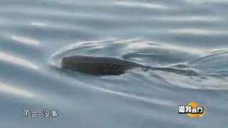 《渔我同行》第160期 初钓草鱼和鲮鱼 [视频]