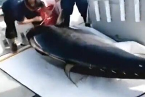 狡猾黑鲔殊死战第三季10：胜负已定 众船对决 [视频]
