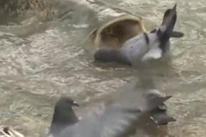 实拍巨型鲶鱼潜伏河边捕食鸽子 [视频]