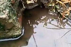 钓黄鳝之善钓天下2015第41集 [视频]