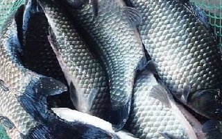 化氏秘籍之化氏秋季钓鲫鱼饵料配方