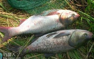 化氏秘籍之手竿钓鲢鳙技巧与饵料配方