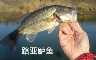 路亚鲈鱼技巧