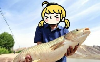 春季闲养水库探点实战钓草鱼攻略