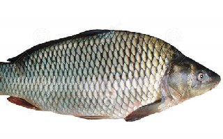 鲤鱼