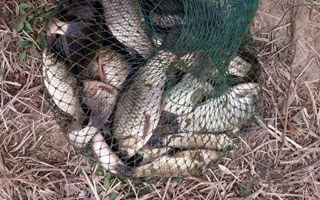 冬春乡下野塘试钓 蚯蚓水草意料擒板鲫