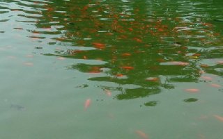 观水识鱼情,钓鱼高手经验分享