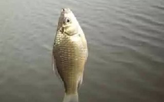 制作诱饵窝料要掌握八个技巧