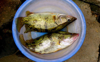 鳜鱼