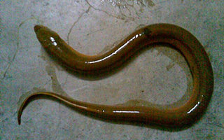 鳝鱼