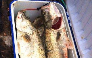 兄弟七人海钓大陈岛,斩大鲈鱼爽歪歪