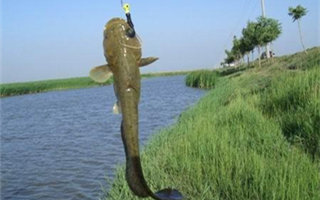 野钓鲶鱼的六个技巧钓法详解