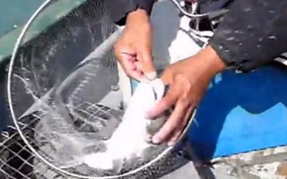 如何用贡海蛎钓黑鲷鱼的高清技巧 [视频]