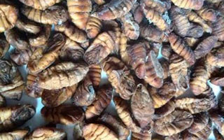钓草、鲤鱼的秘制药酒蚕蛹饵四种用法
