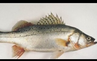 春季如何在海边钓海鲈(七星鲈鱼)