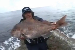 钓友海边矶钓钓到稀有大真鲷鱼 [视频]