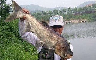 再谈手竿钓鲢鳙的四个实用技巧