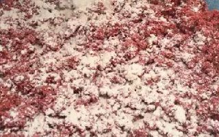 探索台钓饵料的秘密,状态雾化附钩性