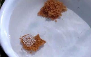 钓饵入水就散的原因及正确开饵方法