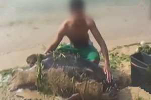 男子海边捞到200斤野生巨型石斑惹争议 [视频]