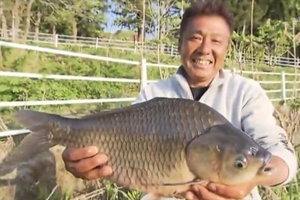 野钓野尻湖钓起50CM的超大野生鲫鱼 [视频]