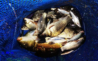 暮春探钓新水库 频率大搓饵巧钓鲢、鲤鱼