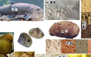 钓青鱼用什么饵料,22种钓黑鲩饵料