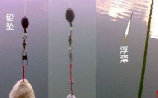 浮钓鲢鳙调漂和线组图解与饵料分析