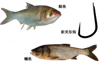 鲢鳙的习性、钓点、鱼饵以及钓法技巧