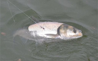 自制夏季竞技池钓鲢鳙的鱼饵配方