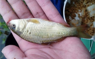 夏季野钓鲫鱼的选时选点与打窝、观漂技巧