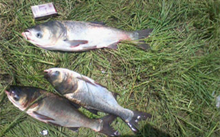 夏天海竿爆炸钩钓鲢鳙经验分享