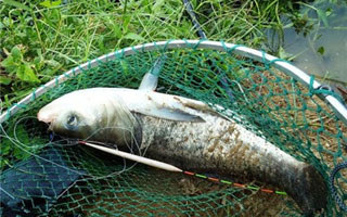 野钓鲢鳙鱼的通杀钓组及施钓方法介绍