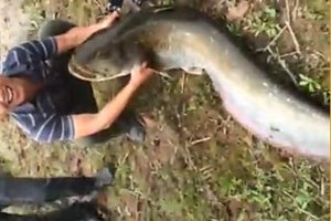 钓友河流钓起超大鲶鱼 需要双手才能抱起 [视频]