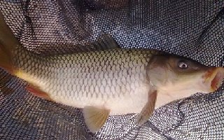 防小鱼闹窝野钓鲤鱼的10个方法