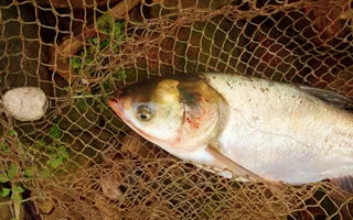 钓鲢鳙、鲤鱼的两款爆炸钩饵料配方及用法