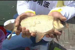 《涉钓英雄传》水库黑坑齐上阵 销毁夺权战草鲤 [视频]