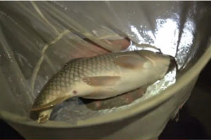 钩尖江湖第一季32 就这样去钓鱼 水库夜钓鲤鱼 [视频]