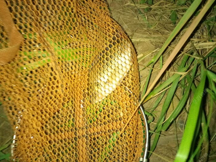 天热无口凑热闹,小非一条免空军