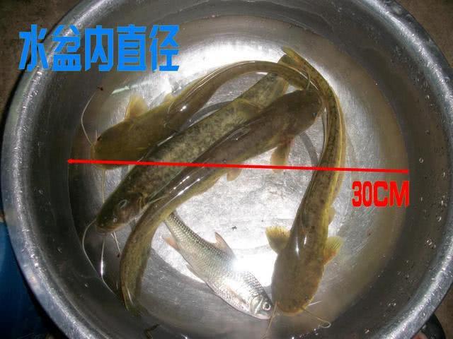 钓鲶鱼的两条重要经验,分享给各位钓友