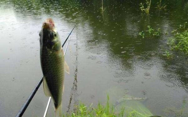 夏季宜钓刮风、下雨天,有哪些应对技巧
