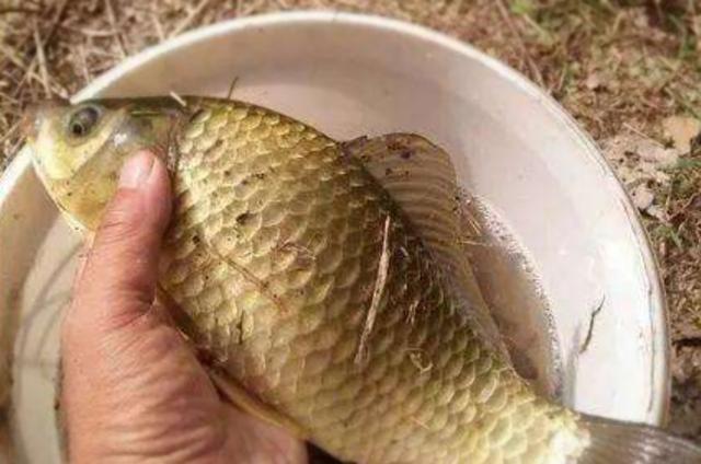 开饵时只要多加点它,大鲫鱼一遇就猛咬