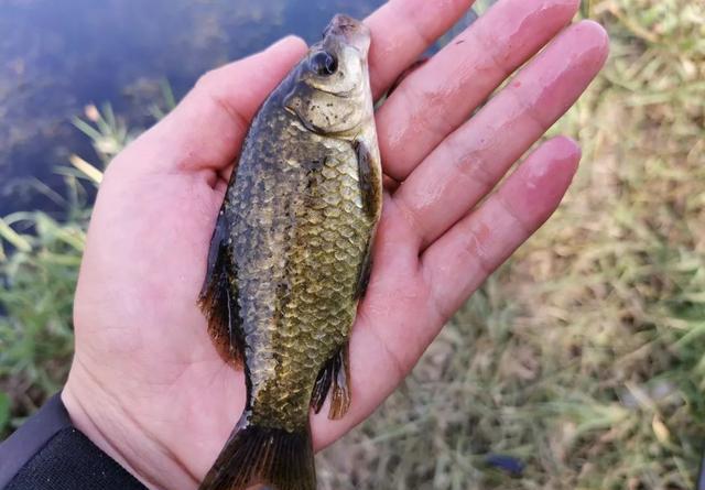 冬季钓鲫鱼3种好用虫饵,蚯蚓钓不上鱼,试试另外2种