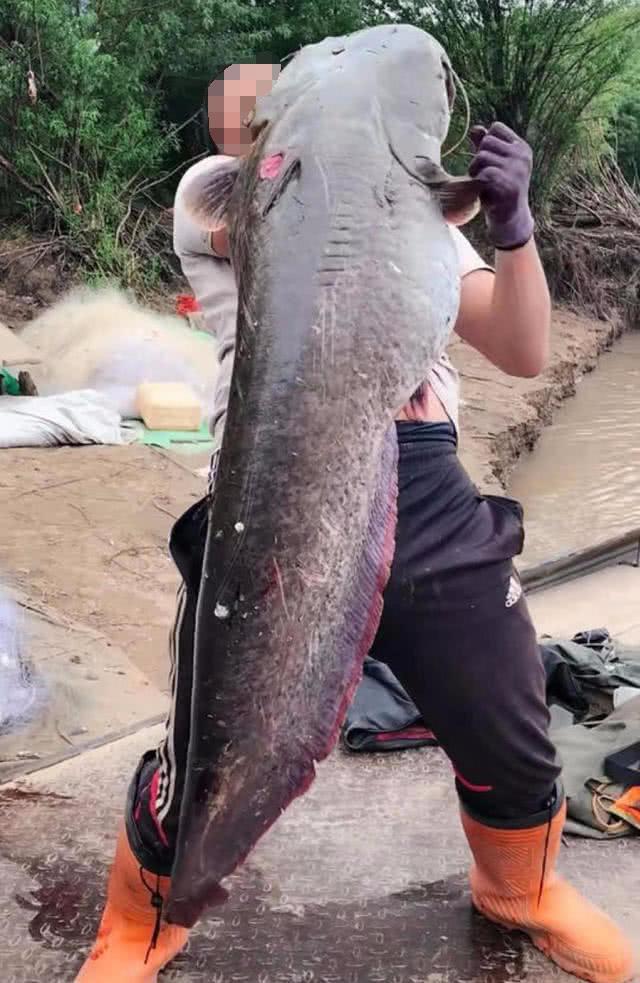 鲶鱼是否也适合路亚钓法?路亚鲶鱼掌握这4点很重要