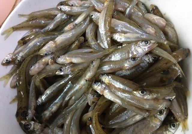 清水河边钓鱼,钓获200多条船丁鱼,还钓获2条野生黄辣丁