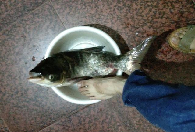 钓获一条6斤野生鲢鳙鱼,用脸盆都快装不下它了